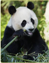 Photo of a Panda bear eating a chute of Bamboo.